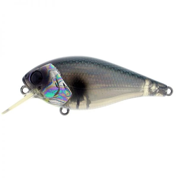 Abalone Shad