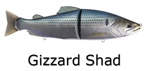 Gizzard Shad