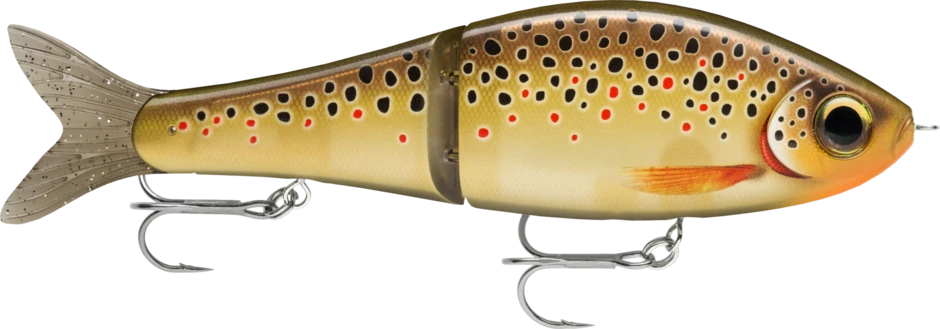 Live Brown Trout