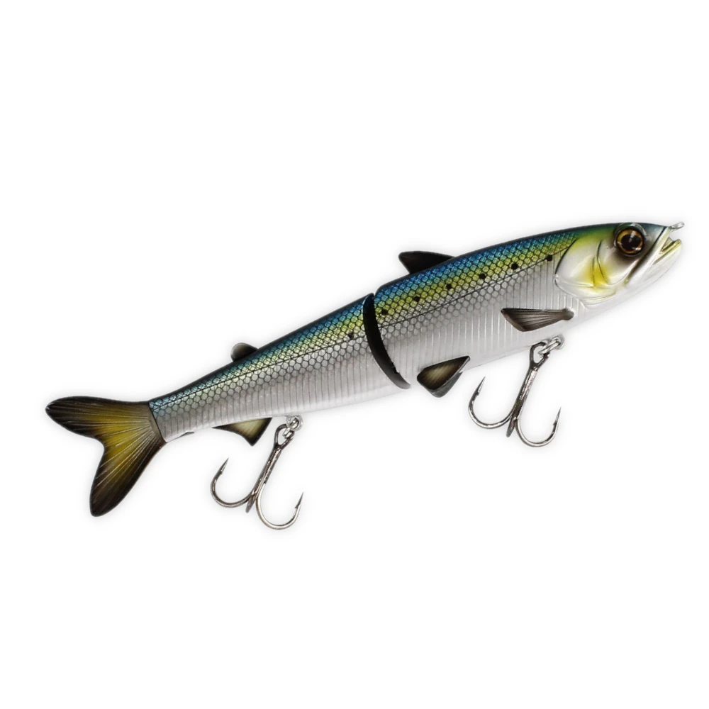 American Shad